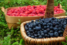Photo of 5 продуктов,  которые усиливают  умственные способности