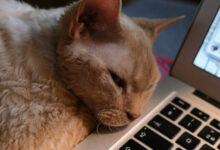Photo of Вышло бесплатное приложение PurrPad, с которым трекпад MacBook начинает мурлыкать