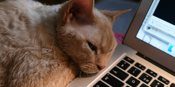 Вышло бесплатное приложение PurrPad, с которым трекпад MacBook начинает мурлыкать Вышло бесплатное приложение PurrPad, с которым трекпад MacBook начинает мурлыкать
