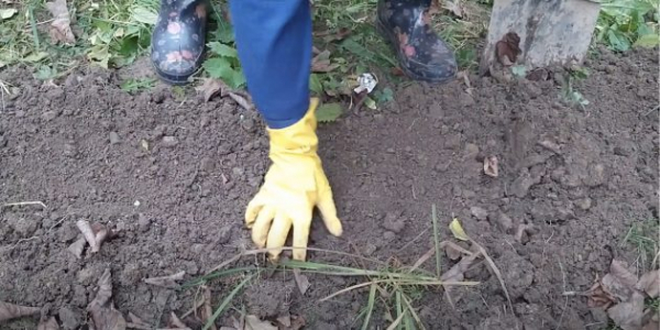 Как сажать космею и ухаживать за ней Как сажать космею и ухаживать за ней