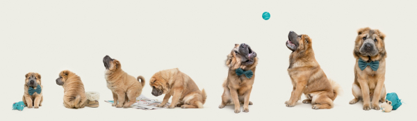 Дай лапу: 15 лучших кадров с фотоконкурса Dog Photography Awards 2026 Дай лапу: 15 лучших кадров с фотоконкурса Dog Photography Awards 2026