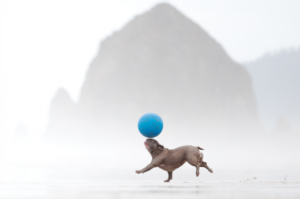 Дай лапу: 15 лучших кадров с фотоконкурса Dog Photography Awards 2026 Дай лапу: 15 лучших кадров с фотоконкурса Dog Photography Awards 2026