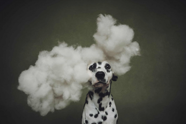 Дай лапу: 15 лучших кадров с фотоконкурса Dog Photography Awards 2026 Дай лапу: 15 лучших кадров с фотоконкурса Dog Photography Awards 2026