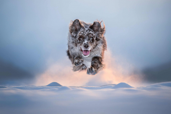 Дай лапу: 15 лучших кадров с фотоконкурса Dog Photography Awards 2026 Дай лапу: 15 лучших кадров с фотоконкурса Dog Photography Awards 2026
