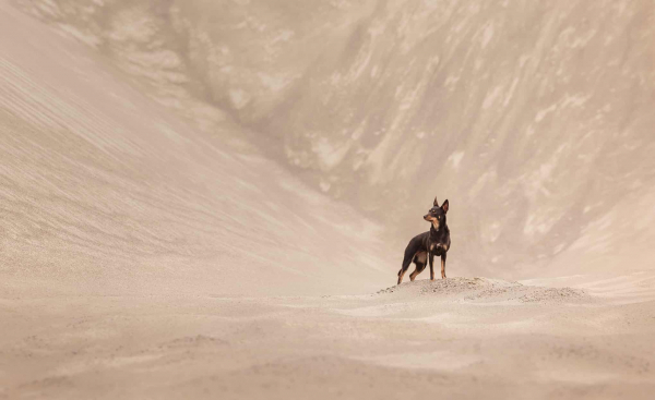 Дай лапу: 15 лучших кадров с фотоконкурса Dog Photography Awards 2026 Дай лапу: 15 лучших кадров с фотоконкурса Dog Photography Awards 2026