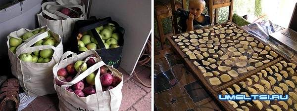 Солнечная сушилка для овощей и фруктов своими руками