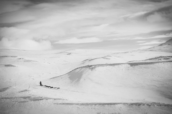 Дай лапу: 15 лучших кадров с фотоконкурса Dog Photography Awards 2026 Дай лапу: 15 лучших кадров с фотоконкурса Dog Photography Awards 2026