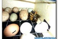 Photo of Инкубатор из пенопласта своими руками