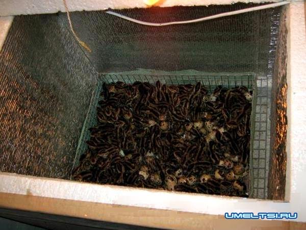 Инкубатор из пенопласта своими руками