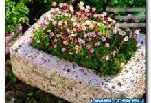 Photo of Бетонные кадки своими руками
