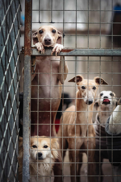 Дай лапу: 15 лучших кадров с фотоконкурса Dog Photography Awards 2026 Дай лапу: 15 лучших кадров с фотоконкурса Dog Photography Awards 2026