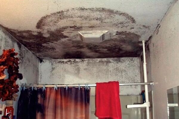 Как убрать грибок в ванной: лучшие народные и профессиональные способы