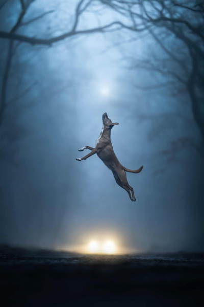 Дай лапу: 15 лучших кадров с фотоконкурса Dog Photography Awards 2026 Дай лапу: 15 лучших кадров с фотоконкурса Dog Photography Awards 2026