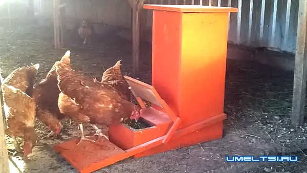 Автоматическая кормушка для кур своими руками Автоматическая кормушка для кур своими руками