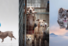 Photo of Дай лапу: 15 лучших кадров с фотоконкурса Dog Photography Awards 2026