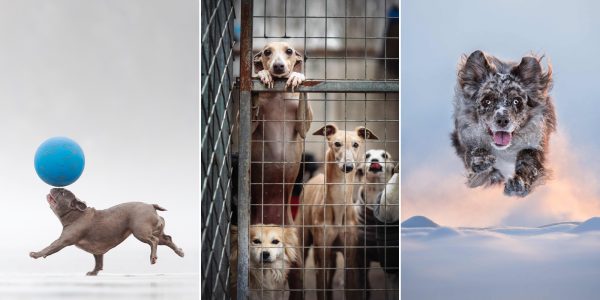 Дай лапу: 15 лучших кадров с фотоконкурса Dog Photography Awards 2026 Дай лапу: 15 лучших кадров с фотоконкурса Dog Photography Awards 2026