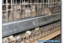 Photo of Клетки для перепелов своими руками: инструкция по изготовлению