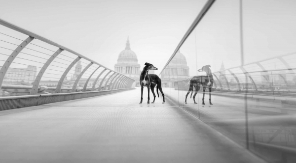 Дай лапу: 15 лучших кадров с фотоконкурса Dog Photography Awards 2026 Дай лапу: 15 лучших кадров с фотоконкурса Dog Photography Awards 2026