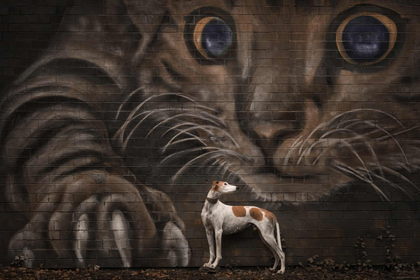 Дай лапу: 15 лучших кадров с фотоконкурса Dog Photography Awards 2026 Дай лапу: 15 лучших кадров с фотоконкурса Dog Photography Awards 2026